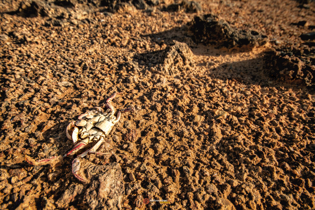 Cangrejo muerto en Arikok - Aruba © Aldebaran Sanz